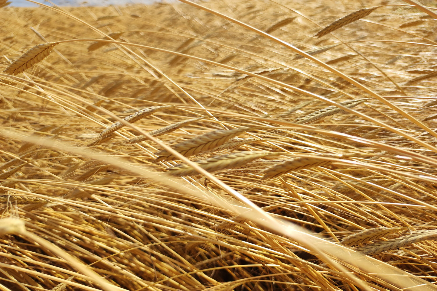 Einkorn BIO