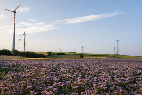 Phacelia BIO