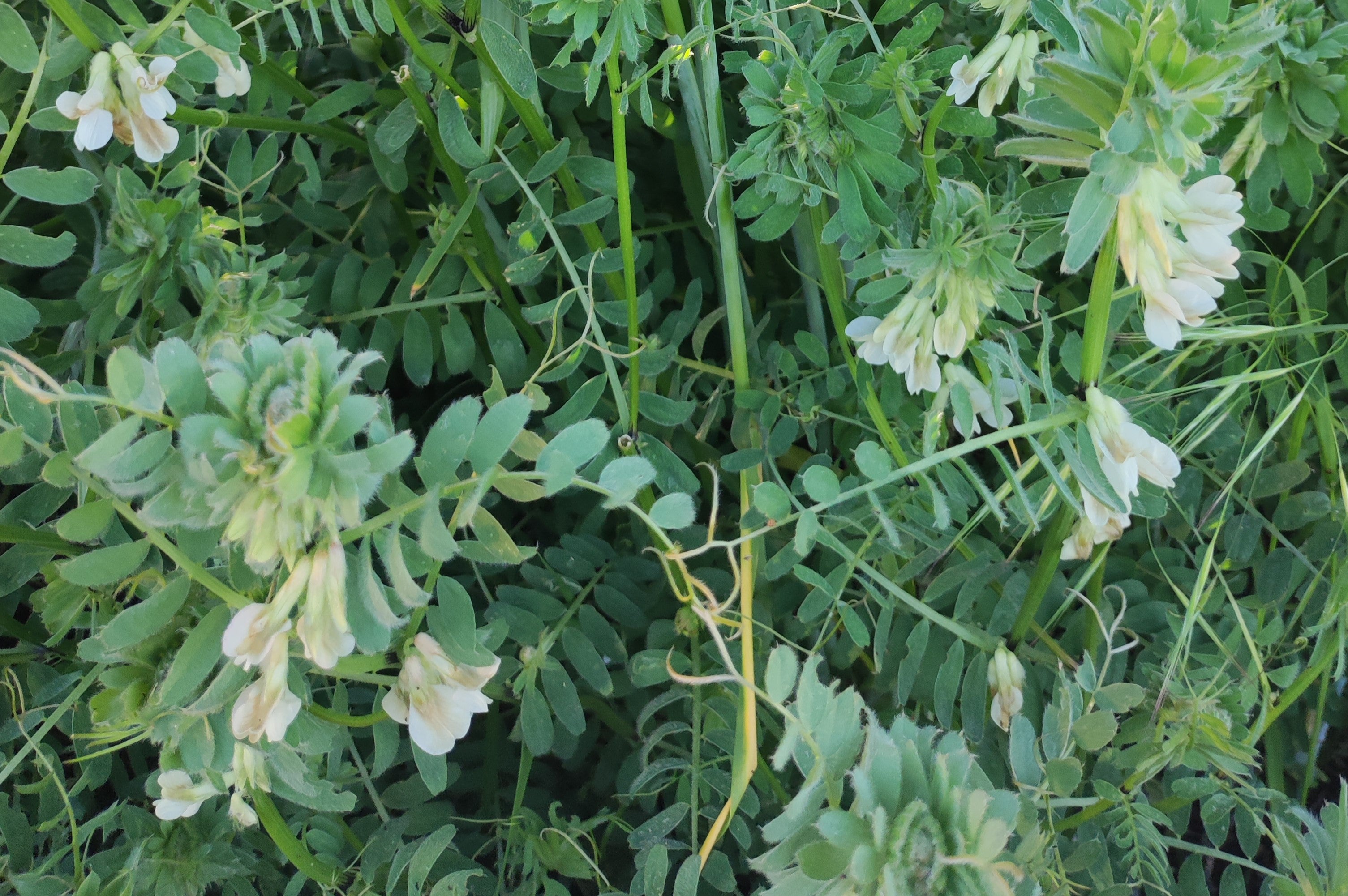 Saatgut Pannonische Wicke – FairSaat - Shop Saatgut Pannonische Wicke – FairSaat - Shop