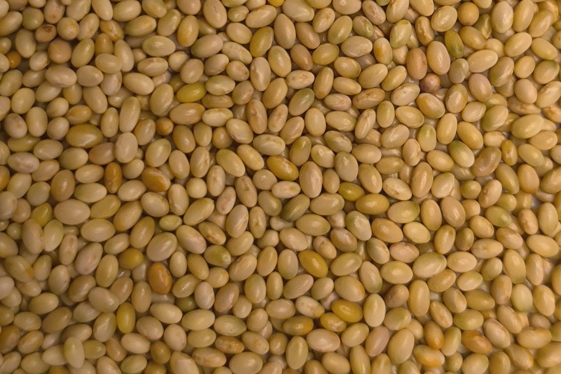 Inkarnatklee BIO – FairSaat