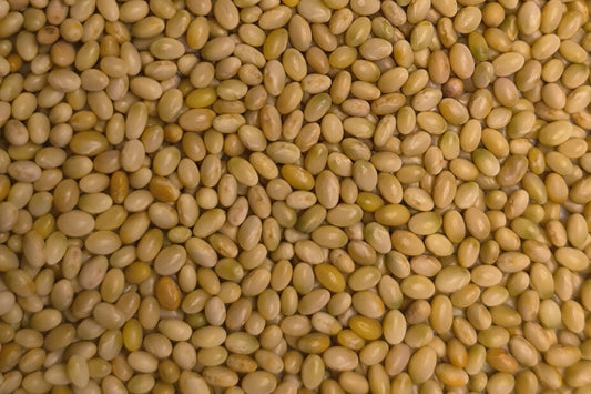 Inkarnatklee BIO