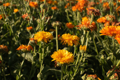 Ringelblume