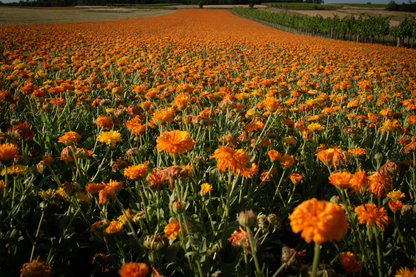 Ringelblume