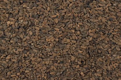 Phacelia BIO