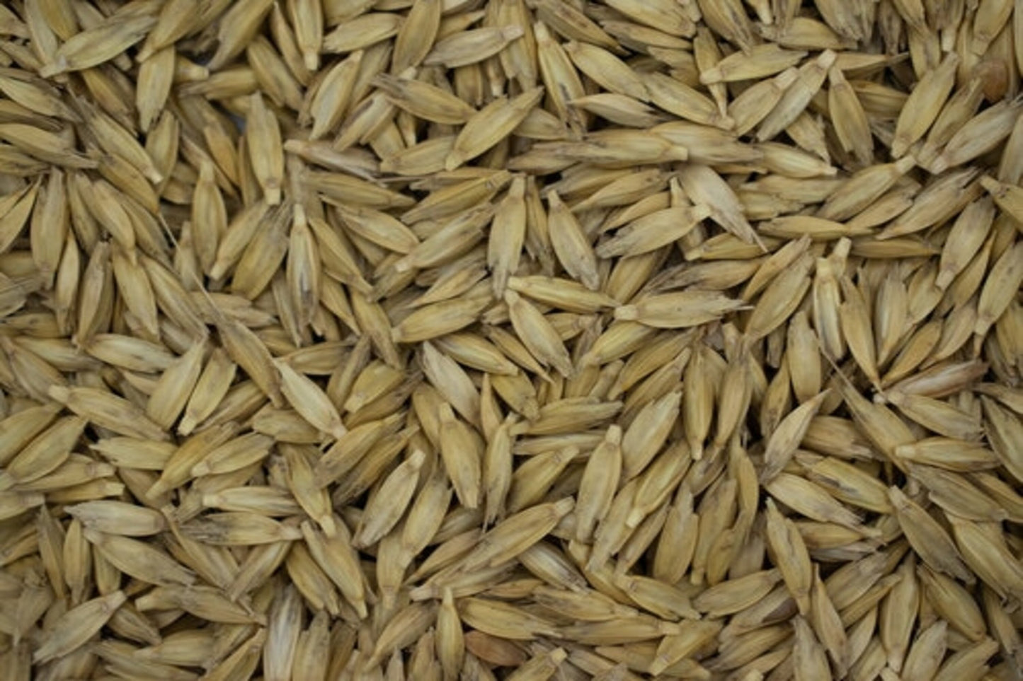 Einkorn BIO