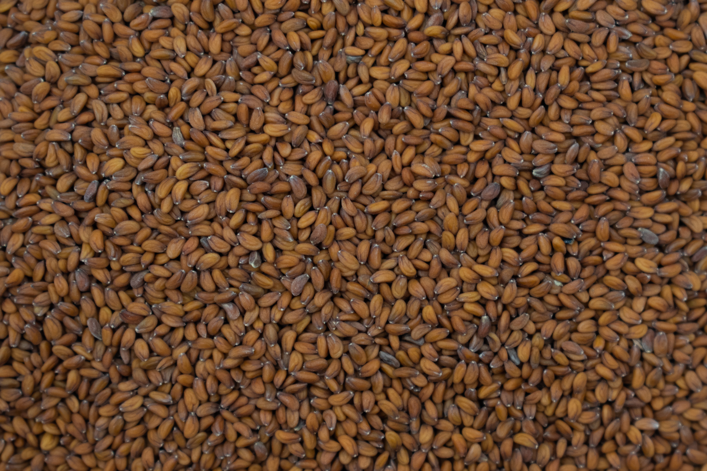Kresse BIO