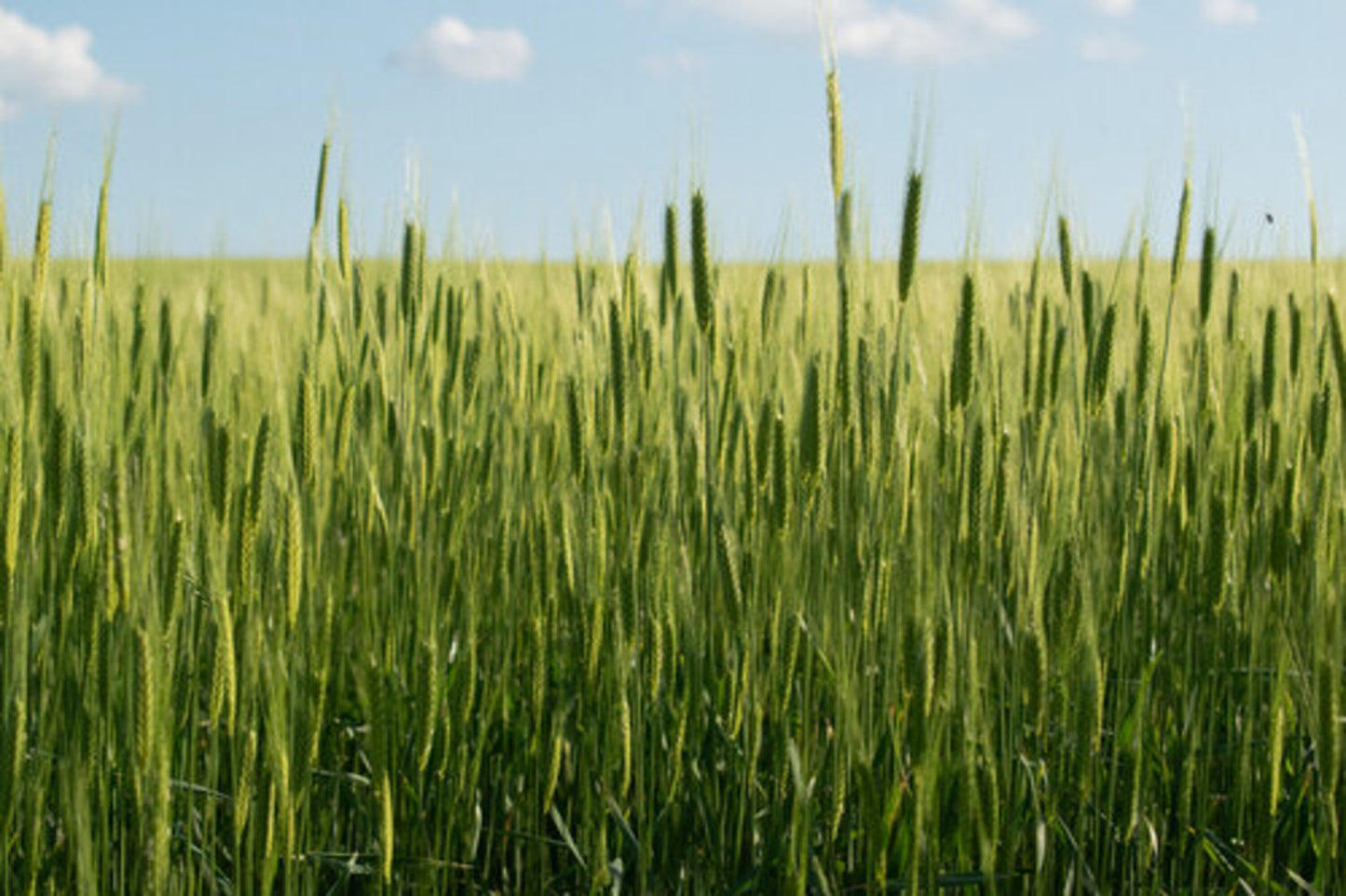Einkorn BIO