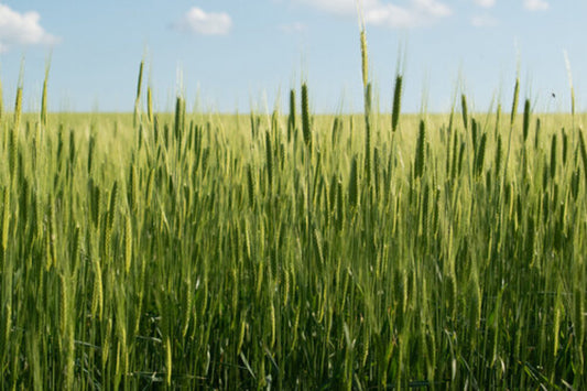 Einkorn BIO