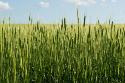 Einkorn