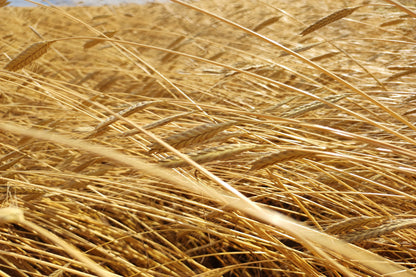 Einkorn BIO