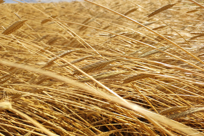 Einkorn