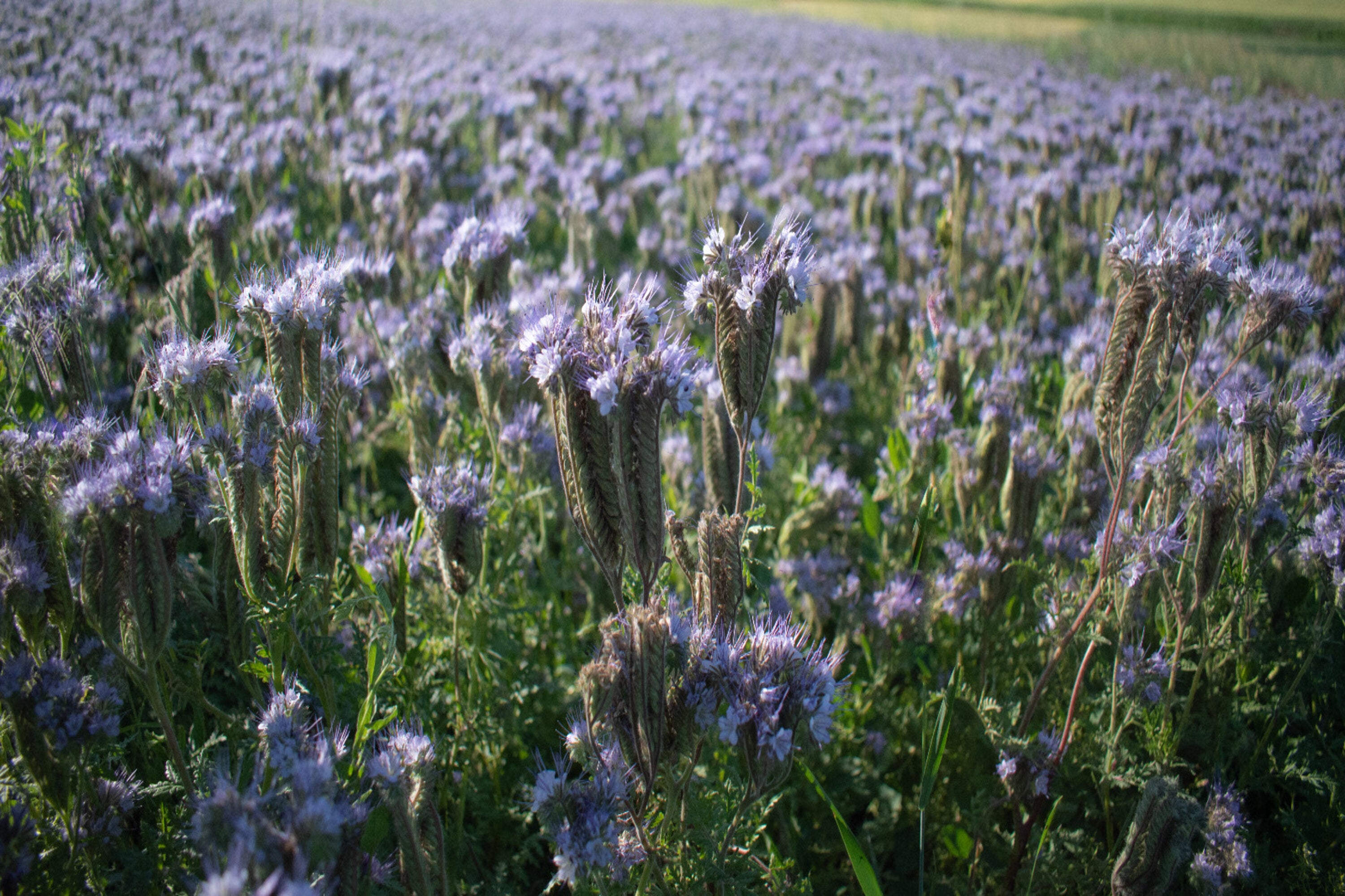 Phacelia BIO – FairSaat