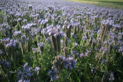 Phacelia BIO