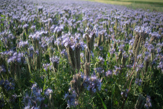 Phacelia BIO