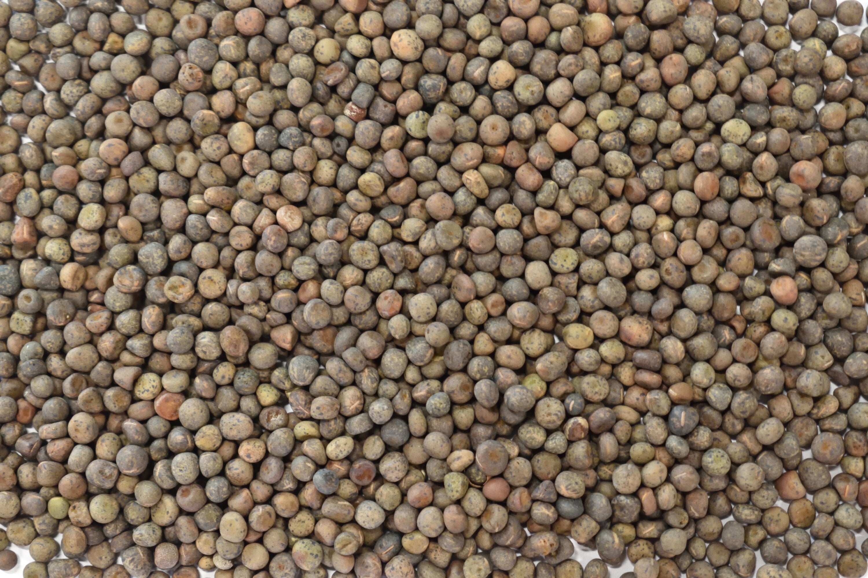 Saatgut Pannonische Wicke – FairSaat - Shop Saatgut Pannonische Wicke – FairSaat - Shop